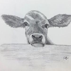 Calf looking over the fence art print